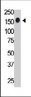 PAB3629 - CD45 / LCA