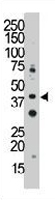 PAB3632 - CD33 / SIGLEC3
