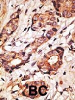 PAB3632 - CD33 / SIGLEC3