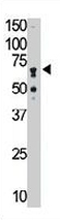 PAB3634 - CD170 / SIGLEC5