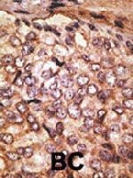 PAB3634 - CD170 / SIGLEC5