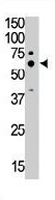 PAB3635 - CD170 / SIGLEC5