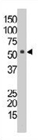 PAB3637 - CD327 / SIGLEC6