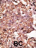 PAB3637 - CD327 / SIGLEC6