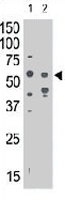 PAB3638 - CD328 / SIGLEC7