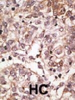 PAB3638 - CD328 / SIGLEC7