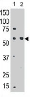 PAB3640 - CD329 / SIGLEC8