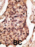 PAB3640 - CD329 / SIGLEC8