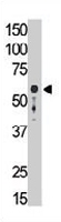 PAB3642 - CD329 / SIGLEC9