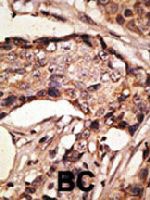 PAB3642 - CD329 / SIGLEC9