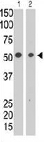 PAB3650 - CD328 / SIGLEC7