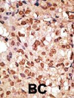 PAB3650 - CD328 / SIGLEC7