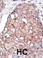 PAB3652 - CD328 / SIGLEC7