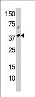 PAB3771 - RCL1