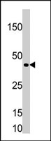 PAB3776 - TCF7 / TCF1