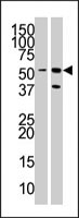PAB3789 - RMP