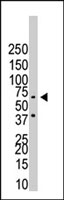 PAB3837 - CDw293 / BMPR1B