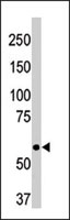 PAB3845 - CD73