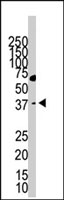 PAB3848 - LYVE-1