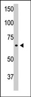 PAB3852 - GFAP