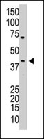 PAB3868 - OCT3/4