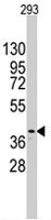 PAB3876 - SOX2