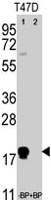 PAB3877 - CD90