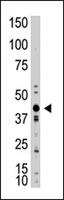 PAB3887 - Myostatin