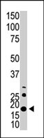 PAB3927 - Calmodulin