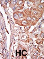 PAB4025 - FGF4