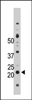 PAB4030 - NME4