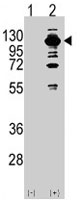 PAB4070 - PIK3CG