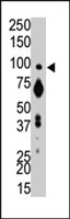 PAB4090 - PTPRA