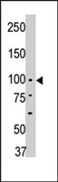 PAB4104 - PTPN3 / PTPH1