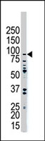 PAB4190 - USP10