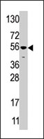 PAB4203 - USP16