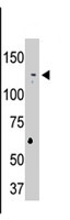 PAB4214 - USP25
