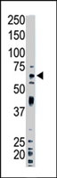 PAB4236 - Ubiquilin-1 (UBQLN1)
