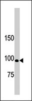 PAB4246 - LLGL1