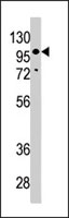 PAB4249 - LLGL2