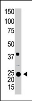 PAB4262 - ARL3