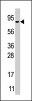 PAB4279 - MOGS / GCS1
