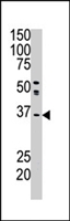 PAB4324 - GGPP synthetase
