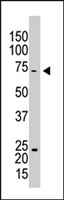 PAB4337 - Caprin-1