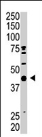PAB4352 - SAE1 / AOS1