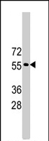 PAB4371 - TRIM69 / RNF36
