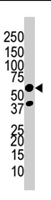 PAB4433 - REL