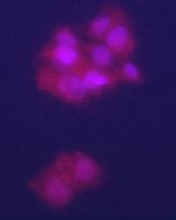 PAB4434 - Glypican-3 / GPC3