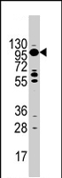 PAB4467 - Myosin-Ic