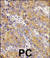 PAB4467 - Myosin-Ic